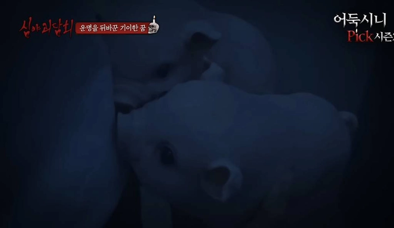[심야괴담회] 올해 가장 잘 한 일은 그 꿈을 산 것입니다 | 인스티즈